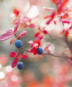 Fast Growing Trees Blueberry Bushes Powderblue Blueberry 11 Fast Growing Trees Blueberry Bushes Powderblue Blueberry