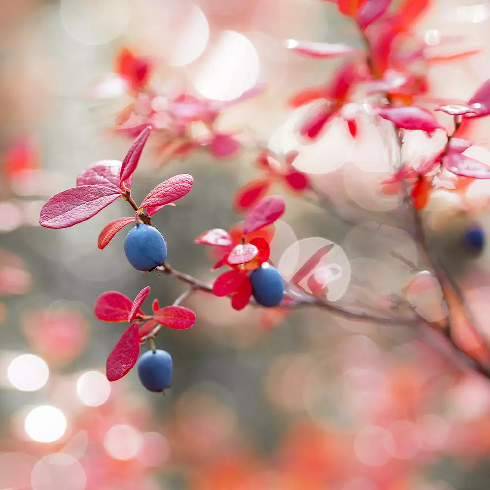Fast Growing Trees Blueberry Bushes Powderblue Blueberry 6 Fast Growing Trees Blueberry Bushes Powderblue Blueberry