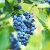 Fast Growing Trees Blueberry Bushes Powderblue Blueberry 1 Fast Growing Trees Blueberry Bushes Powderblue Blueberry