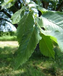 Fast Growing Trees Elm Trees Prairie Expedition® Elm Tree 8 Fast Growing Trees Elm Trees Prairie Expedition® Elm Tree