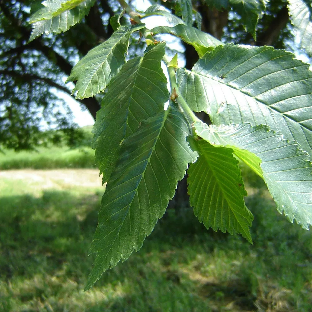 Fast Growing Trees Elm Trees Prairie Expedition® Elm Tree 5 Fast Growing Trees Elm Trees Prairie Expedition® Elm Tree