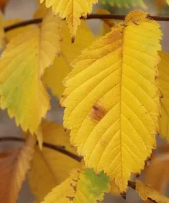 Fast Growing Trees Elm Trees Prairie Expedition® Elm Tree 9 Fast Growing Trees Elm Trees Prairie Expedition® Elm Tree