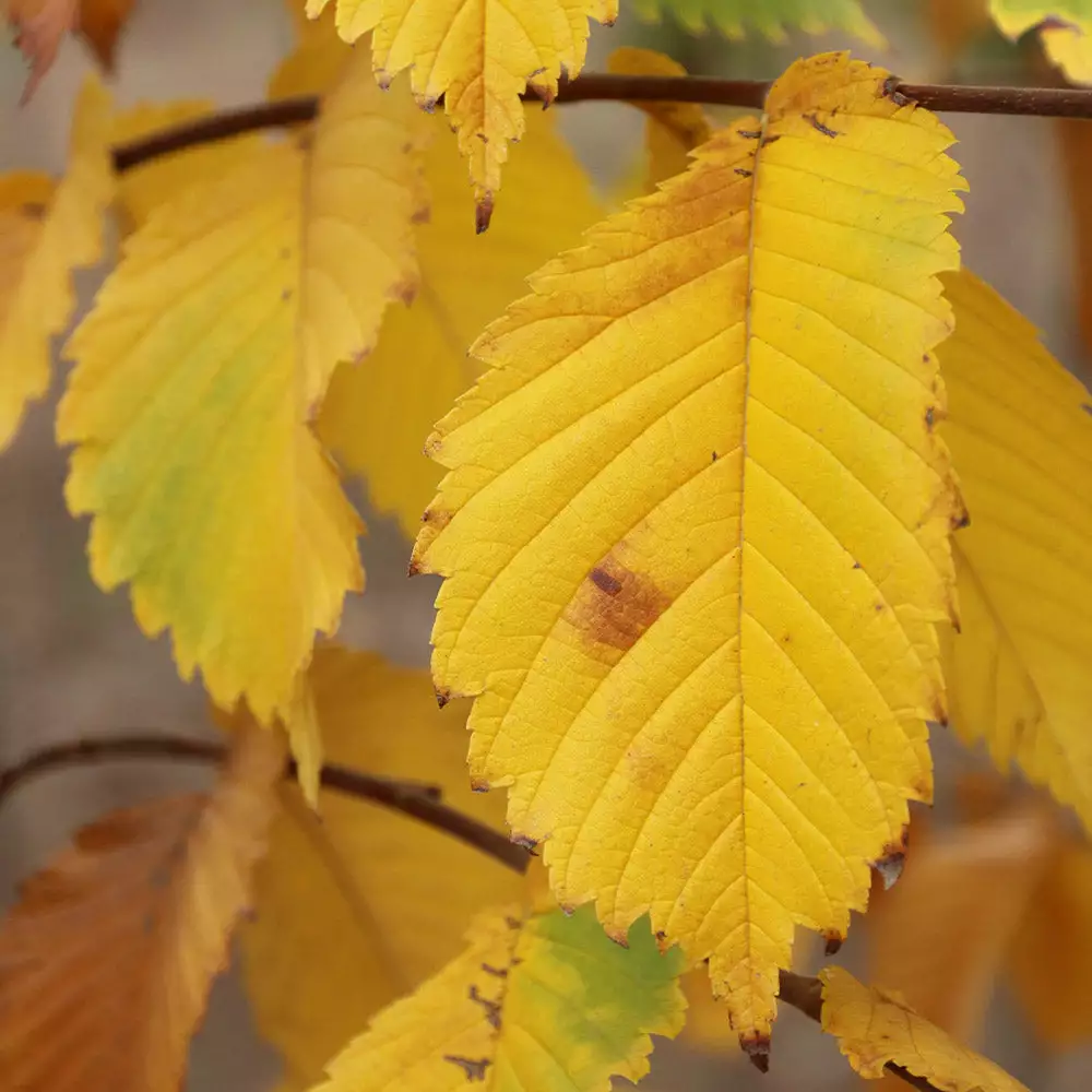 Fast Growing Trees Elm Trees Prairie Expedition® Elm Tree 6 Fast Growing Trees Elm Trees Prairie Expedition® Elm Tree