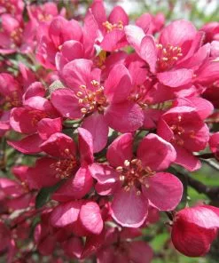 Fast Growing Trees Crabapple Trees Prairifire Crabapple Tree 8 Fast Growing Trees Crabapple Trees Prairifire Crabapple Tree