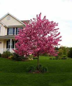 Fast Growing Trees Crabapple Trees Prairifire Crabapple Tree