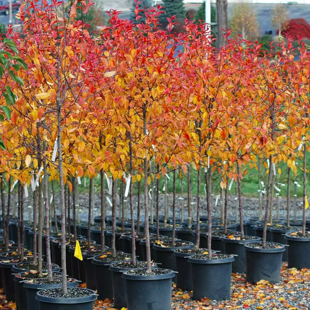 Fast Growing Trees Crabapple Trees Prairifire Crabapple Tree 6 Fast Growing Trees Crabapple Trees Prairifire Crabapple Tree