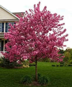 Fast Growing Trees Crabapple Trees Prairifire Crabapple Tree