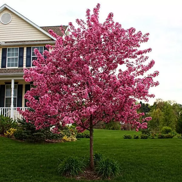 Fast Growing Trees Crabapple Trees Prairifire Crabapple Tree 3 Fast Growing Trees Crabapple Trees Prairifire Crabapple Tree