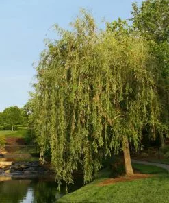 Fast Growing Trees Willow Trees Prairie Cascade Weeping Willow