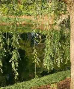 Fast Growing Trees Willow Trees Prairie Cascade Weeping Willow 9 Fast Growing Trees Willow Trees Prairie Cascade Weeping Willow