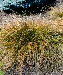 Fast Growing Trees Prairie Fire Sedge 8 Fast Growing Trees Prairie Fire Sedge
