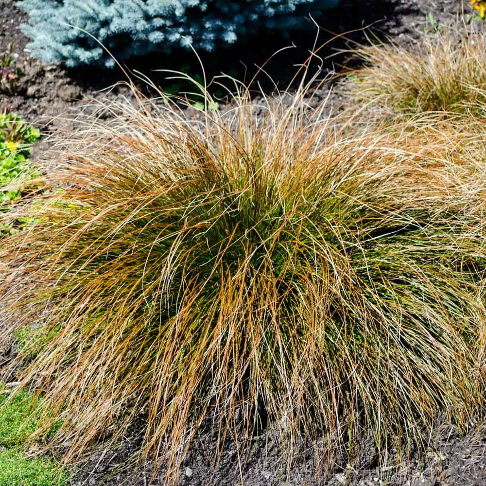 Fast Growing Trees Prairie Fire Sedge 5 Fast Growing Trees Prairie Fire Sedge