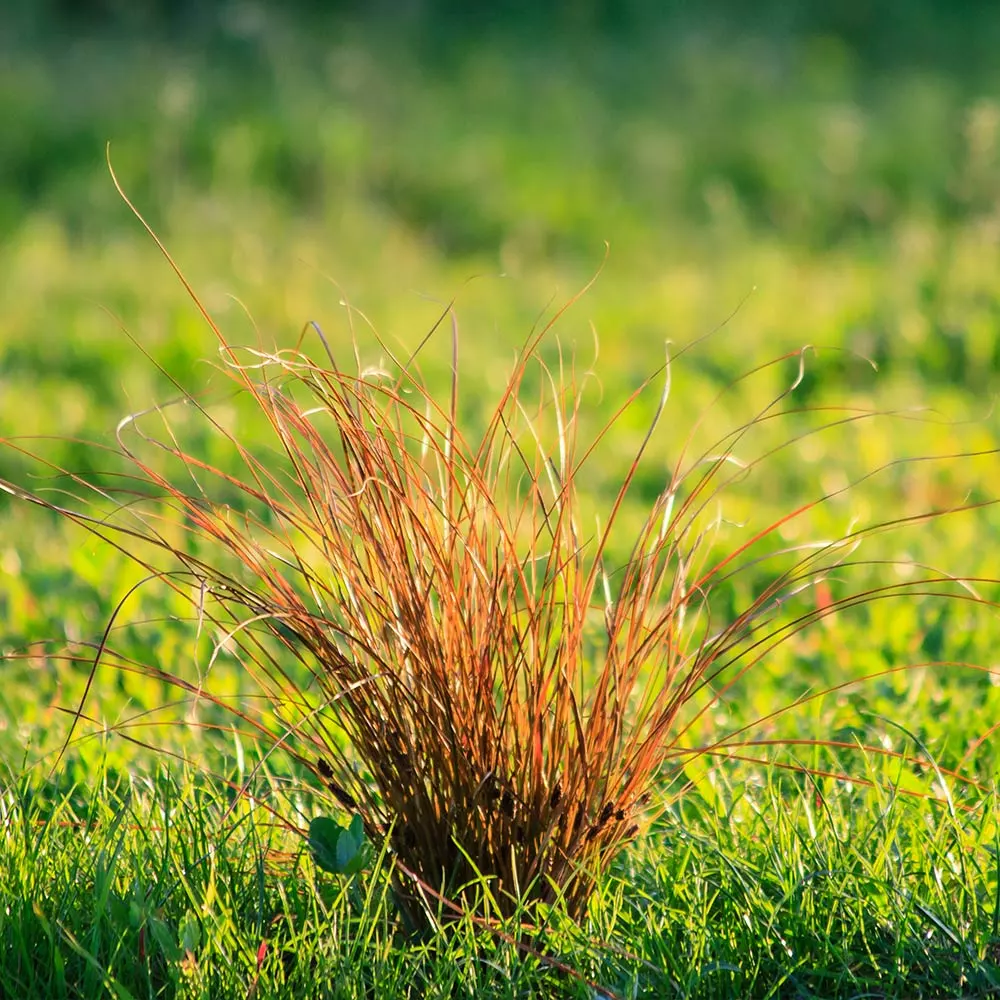 Fast Growing Trees Prairie Fire Sedge 6 Fast Growing Trees Prairie Fire Sedge