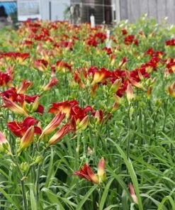 Fast Growing Trees Prairie Wildfire Daylily 8 Fast Growing Trees Prairie Wildfire Daylily