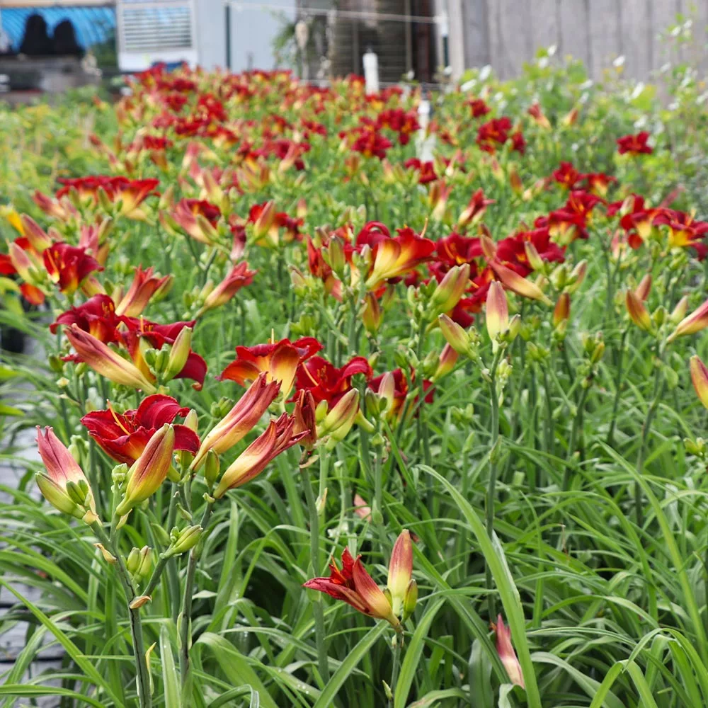 Fast Growing Trees Prairie Wildfire Daylily 5 Fast Growing Trees Prairie Wildfire Daylily