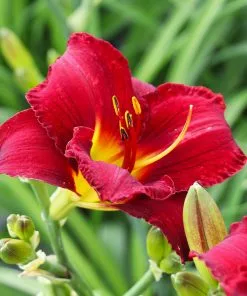 Fast Growing Trees Prairie Wildfire Daylily 9 Fast Growing Trees Prairie Wildfire Daylily