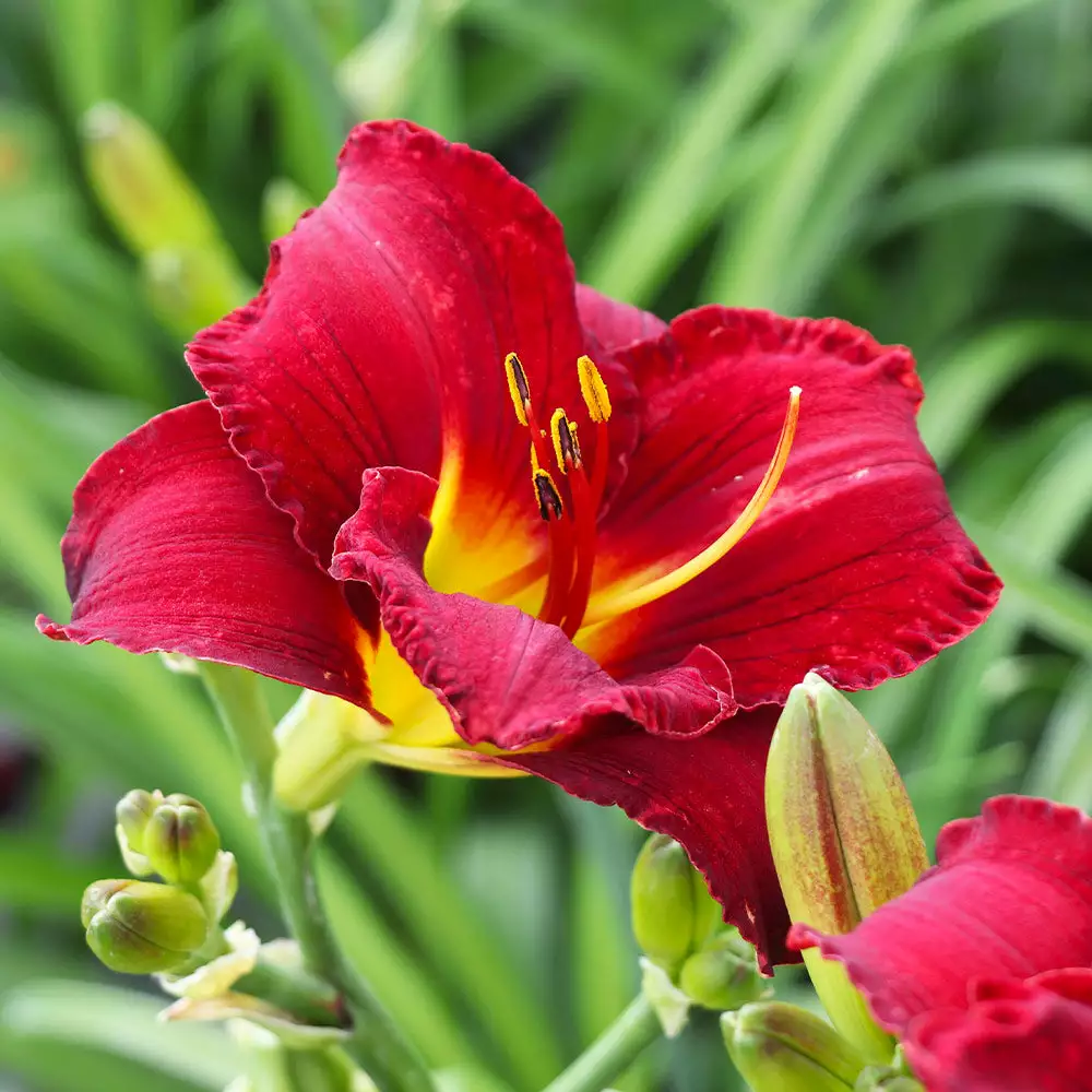 Fast Growing Trees Prairie Wildfire Daylily 6 Fast Growing Trees Prairie Wildfire Daylily