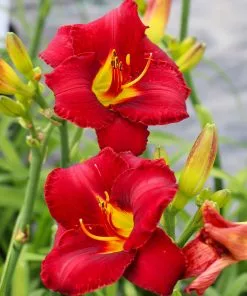 Fast Growing Trees Prairie Wildfire Daylily