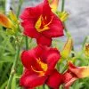Fast Growing Trees Prairie Wildfire Daylily 1 Fast Growing Trees Prairie Wildfire Daylily