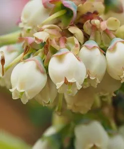 Fast Growing Trees Blueberry Bushes Premier Blueberry Bush 11 Fast Growing Trees Blueberry Bushes Premier Blueberry Bush