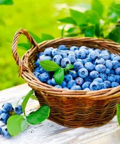 Fast Growing Trees Blueberry Bushes Premier Blueberry Bush - USDA Organic
