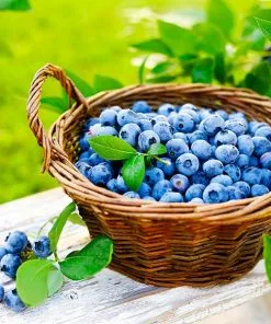 Fast Growing Trees Blueberry Bushes Premier Blueberry Bush - USDA Organic