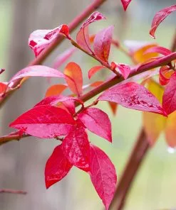 Fast Growing Trees Blueberry Bushes Premier Blueberry Bush 12 Fast Growing Trees Blueberry Bushes Premier Blueberry Bush