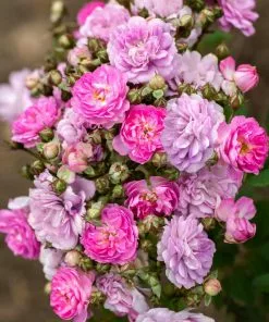 Fast Growing Trees Pretty Polly® Lavender Rose Roses 7 Fast Growing Trees Pretty Polly® Lavender Rose Roses