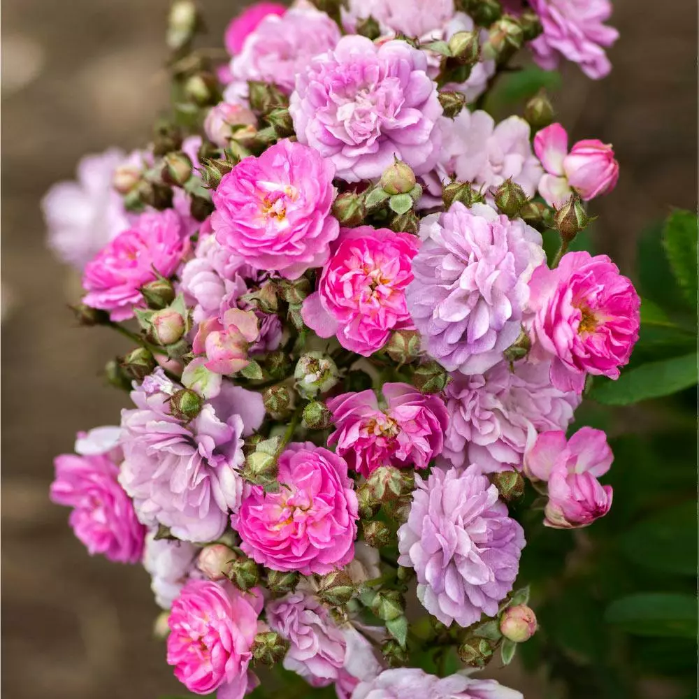 Fast Growing Trees Pretty Polly® Lavender Rose Roses 5 Fast Growing Trees Pretty Polly® Lavender Rose Roses