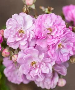 Fast Growing Trees Pretty Polly® Lavender Rose Roses