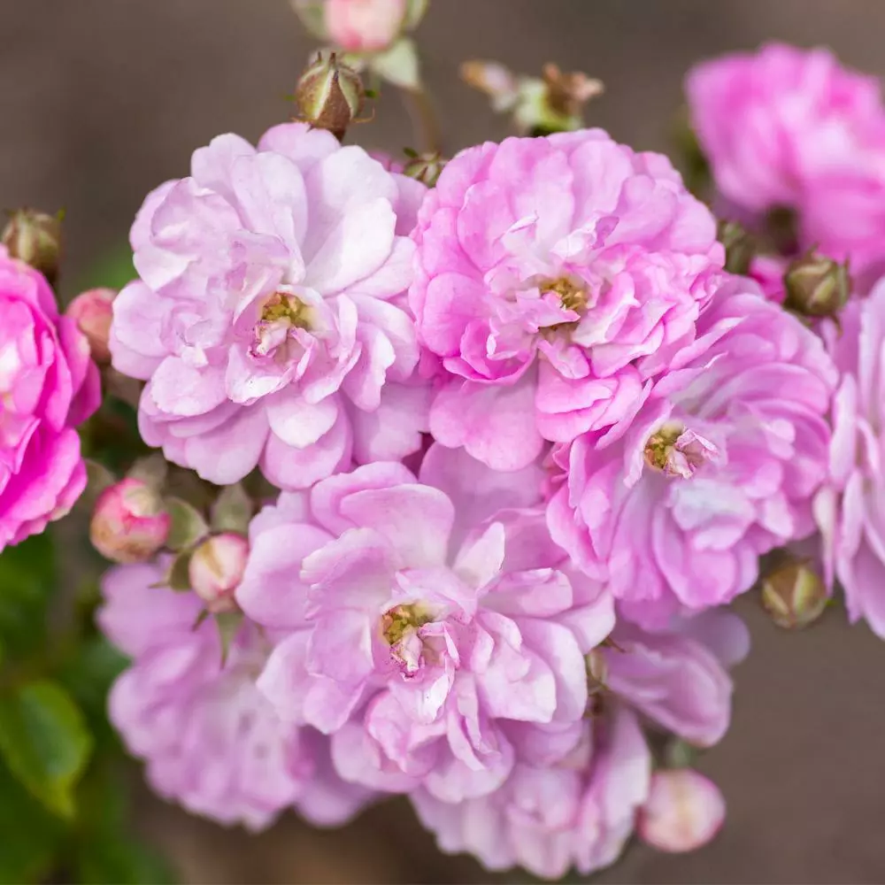 Fast Growing Trees Pretty Polly® Lavender Rose Roses 4 Fast Growing Trees Pretty Polly® Lavender Rose Roses