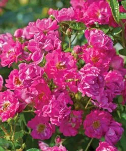 Fast Growing Trees Pretty Polly® Pink Rose 5 Fast Growing Trees Pretty Polly® Pink Rose
