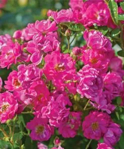 Fast Growing Trees Pretty Polly® Pink Rose