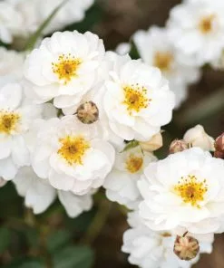 Fast Growing Trees Pretty Polly® White Rose Roses