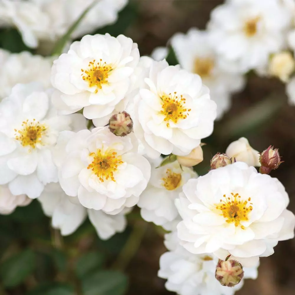 Fast Growing Trees Pretty Polly® White Rose Roses 4 Fast Growing Trees Pretty Polly® White Rose Roses