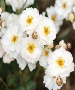 Fast Growing Trees Pretty Polly® White Rose Roses