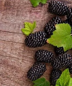 Fast Growing Trees Prime Ark Freedom Blackberry Blackberry Bushes 9 Fast Growing Trees Prime Ark Freedom Blackberry Blackberry Bushes