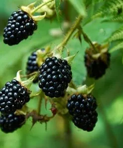 Fast Growing Trees Prime Ark Freedom Blackberry Blackberry Bushes 7 Fast Growing Trees Prime Ark Freedom Blackberry Blackberry Bushes