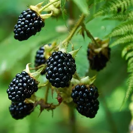 Fast Growing Trees Prime Ark Freedom Blackberry Blackberry Bushes 4 Fast Growing Trees Prime Ark Freedom Blackberry Blackberry Bushes