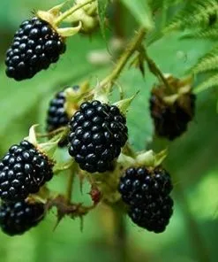 Fast Growing Trees Prime Ark Freedom Blackberry Blackberry Bushes