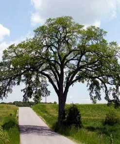 Fast Growing Trees Princeton American Elm Tree