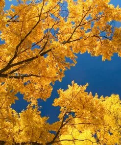 Fast Growing Trees Princeton American Elm Tree 9 Fast Growing Trees Princeton American Elm Tree