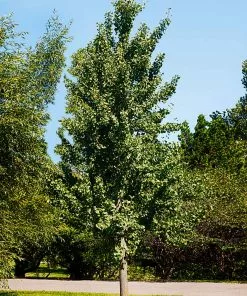 Fast Growing Trees Princeton Sentry™ Columnar Ginkgo Tree 7 Fast Growing Trees Princeton Sentry™ Columnar Ginkgo Tree