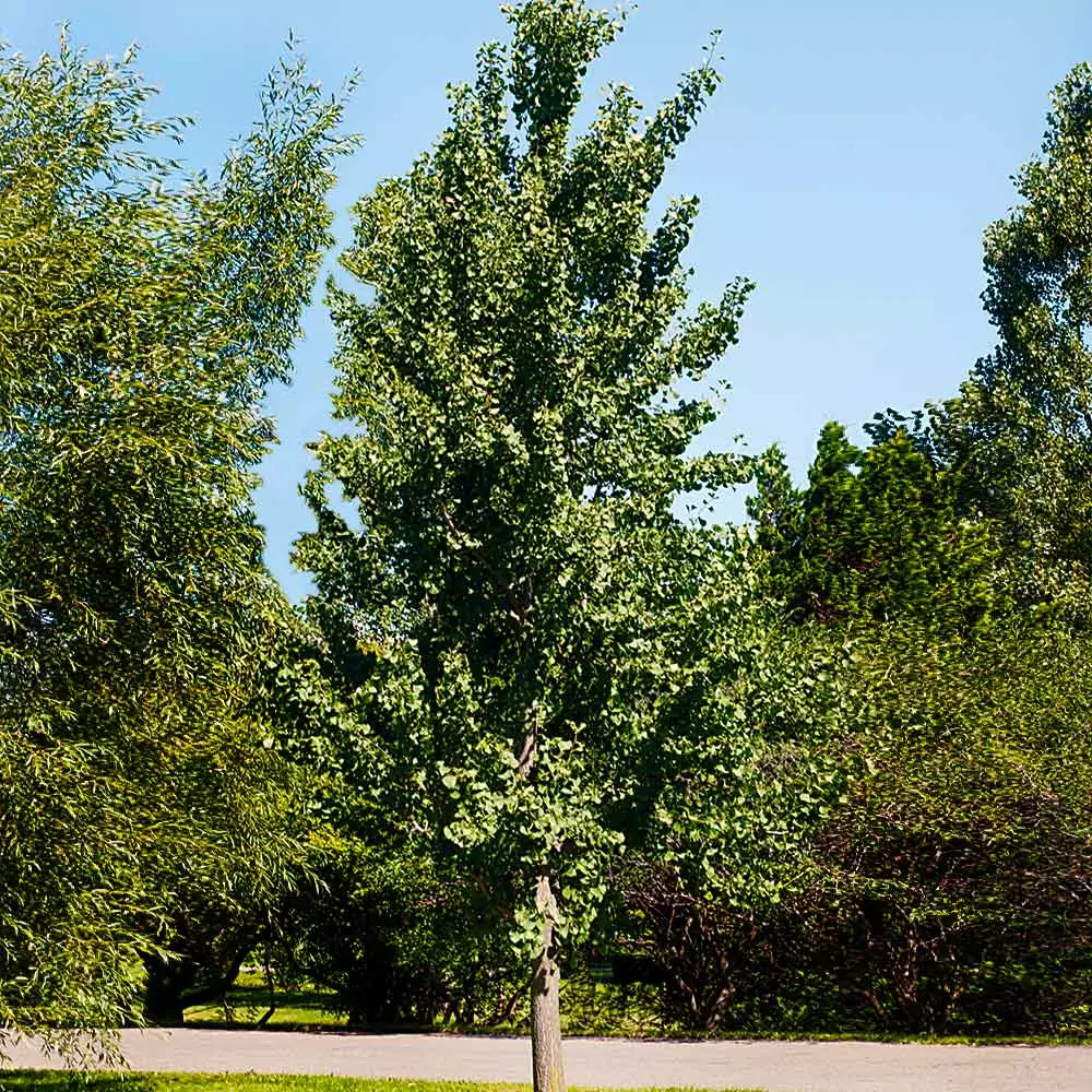 Fast Growing Trees Princeton Sentry™ Columnar Ginkgo Tree 5 Fast Growing Trees Princeton Sentry™ Columnar Ginkgo Tree