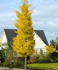 Fast Growing Trees Princeton Sentry™ Columnar Ginkgo Tree 6 Fast Growing Trees Princeton Sentry™ Columnar Ginkgo Tree