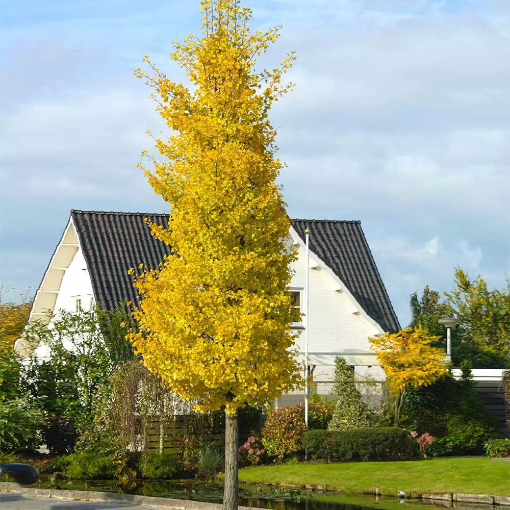 Fast Growing Trees Princeton Sentry™ Columnar Ginkgo Tree 4 Fast Growing Trees Princeton Sentry™ Columnar Ginkgo Tree