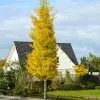 Fast Growing Trees Princeton Sentry™ Columnar Ginkgo Tree 1 Fast Growing Trees Princeton Sentry™ Columnar Ginkgo Tree
