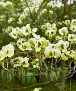 Fast Growing Trees Mexican Flowering Dogwood Tree Dogwood Trees 8 Fast Growing Trees Mexican Flowering Dogwood Tree Dogwood Trees
