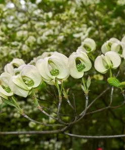 Fast Growing Trees Mexican Flowering Dogwood Tree Dogwood Trees 9 Fast Growing Trees Mexican Flowering Dogwood Tree Dogwood Trees