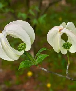 Fast Growing Trees Mexican Flowering Dogwood Tree Dogwood Trees